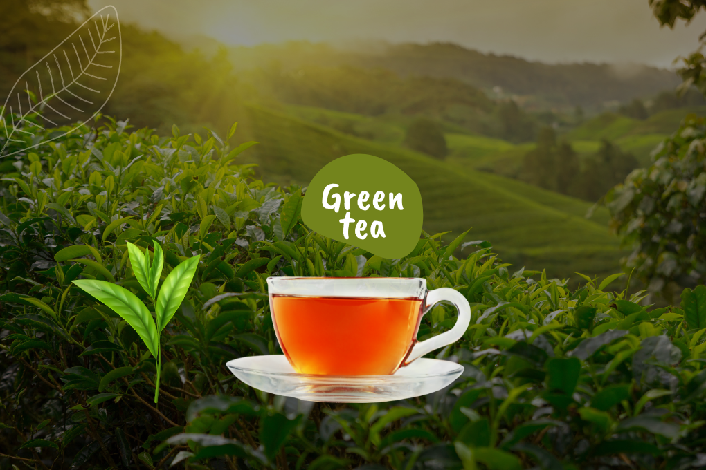 Discover the Best Green Tea for Fat Loss!